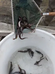 Wertach (Biessenhofen)