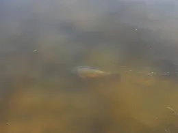 Vorsperre TS Koberbach-1