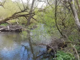 Kyll (Birgel / Lissendorf)