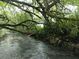 Kyll (Birgel / Lissendorf)-2