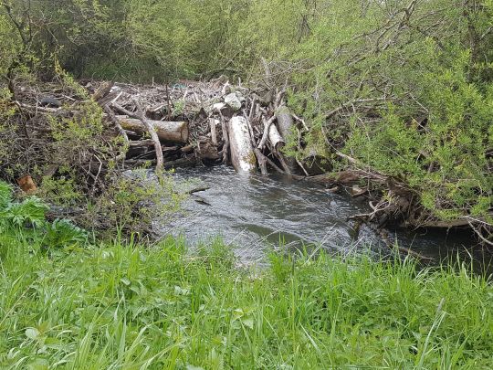 Kyll (Birgel / Lissendorf)-1