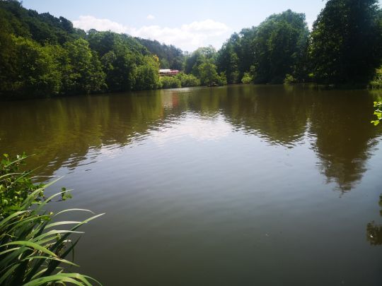 Teich am Sternberg (Frankenau)-0