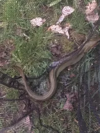 Teich in Rätzlingen-3