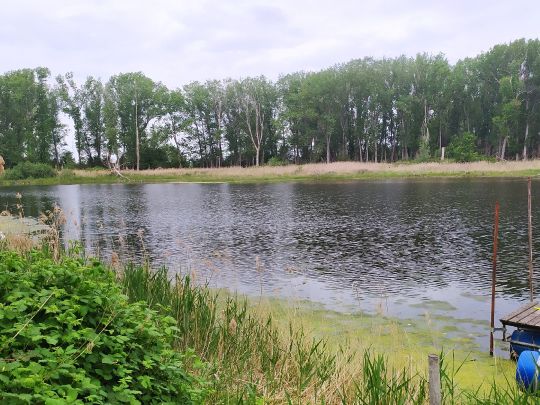 Pappelteich (Grube Alfred)-2