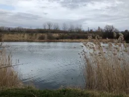 Alter Ziegeleiteich (Baalberge)-1