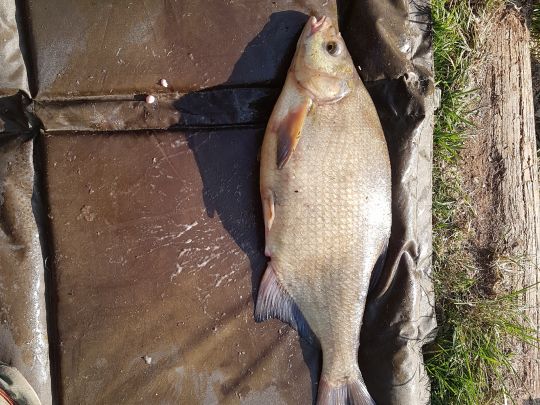 Wirfttalstausee (Stadtkyll)-2