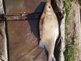 Wirfttalstausee (Stadtkyll)-2