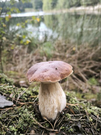 Bomkeschacht (Krauschwitz)-2