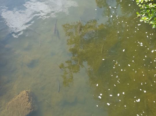 Tauber (Rothenburg o.d.Tauber)-3