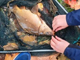 Tauber (Tauberbischofsheim)-3