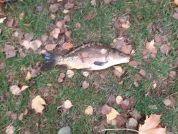 Tauber (Tauberbischofsheim)-2