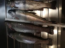 Wallon's Forellensee