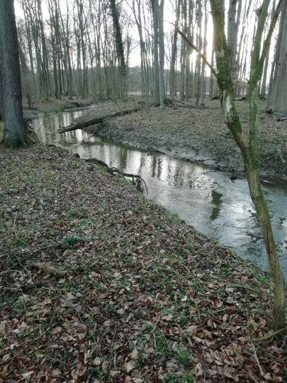 Violenbach (Melle)-2