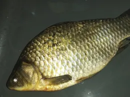 Sportplatzweiher (Nordendorf)-1