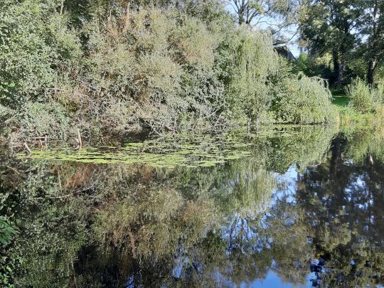 Heidbergteich (Hamburg)-1