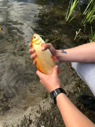 Heidbergteich (Hamburg)