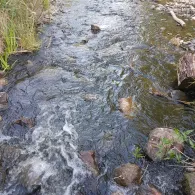 Platkower Mühlenfließ-1