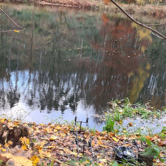 Zschopau (Mittweida) angeln