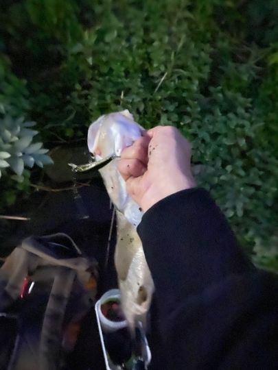 Süderelbe (Hamburg-Harburg)-2