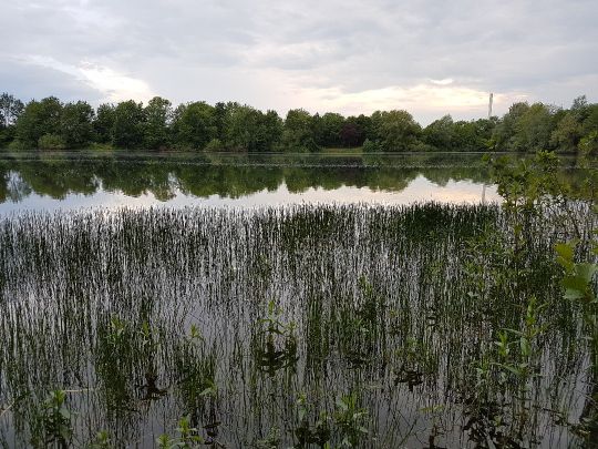 Bierder See (Petershagen)-2