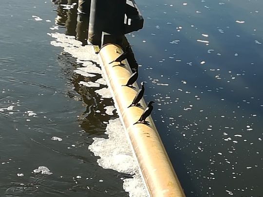 Elbe-Lübeck-Kanal (Lauenburg)-4