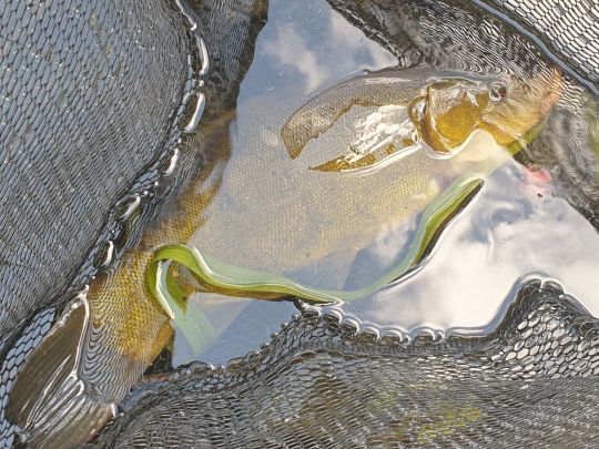 Finowkanal (Finow)