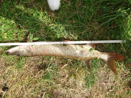 Ziegelsee Hohenlandin