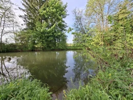 Pegnitz (Reichenschwand)-1