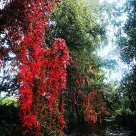 Schwarzach (Ertingen)