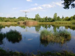 Waldteich Thalheim-3