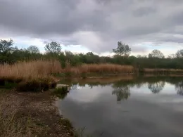 Waldteich Thalheim-4