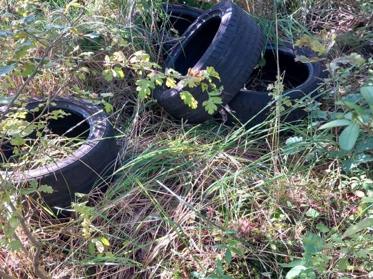 Waldteich Thalheim-1