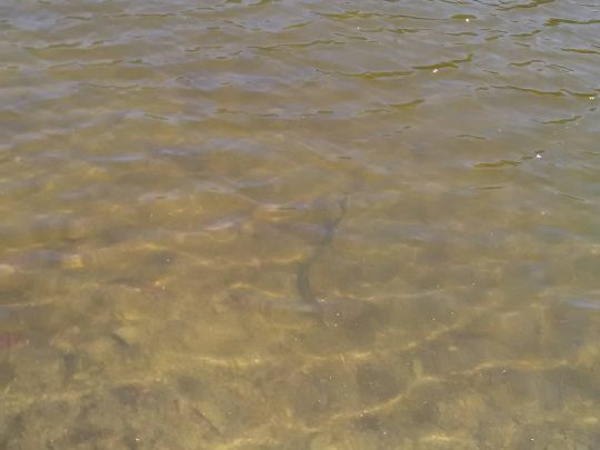 Kunstteich (Ballenstedt)-3