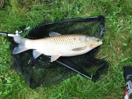 Waldweiher (Bad Wurzach)