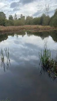Teich am Zahrensener Weg (Schneverdingen)
