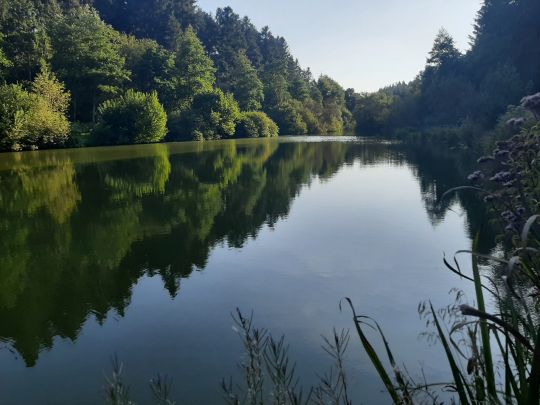 Fischweiher Talheim-2