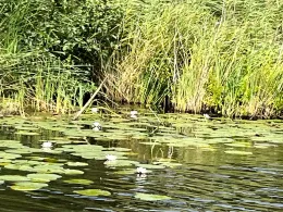 Kleine Belterwijde-1