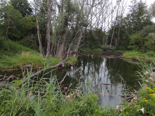 Stangl Angelweiher-1