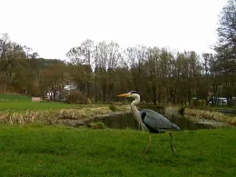 SBF Vereinsteiche (Laaber)-3