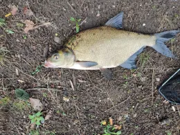 Jungfernsee (Potsdam)-2