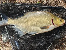 Jungfernsee (Potsdam)-1