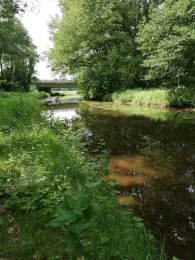 Deichhase (Quakenbrück)-1