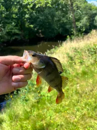 Center Parcs Het Meerdal-2
