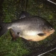 Seitenkanal Gleesen-Papenburg-1