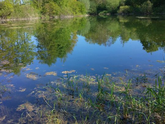 Leine-Altarm Wettensen-1