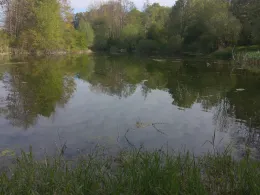 Leine-Altarm Wettensen