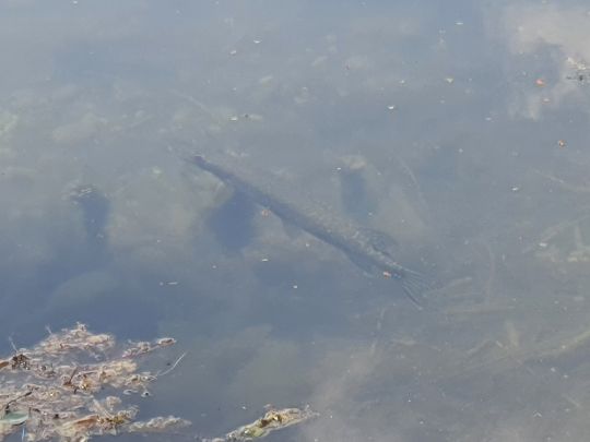 Schwanensee (Merching)-3