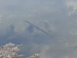 Schwanensee (Merching)-3