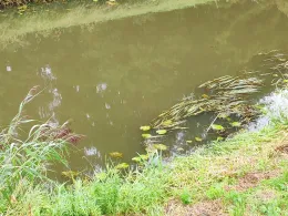 Große Aue (Preußisch Ströhen)-3