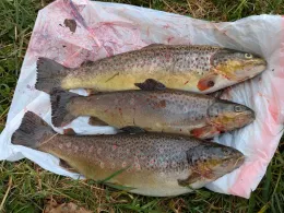 Mühlbach (Ettringen)-1